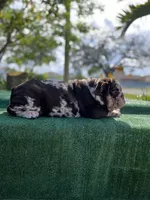 Dolce, a female English Bulldog for sale in Miramar, FL – Photo 2 of 4