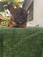 Latto, a female French Bulldog for sale in Miramar, FL – Photo 2 of 3