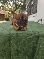 Latto, a female French Bulldog for sale in Miramar, FL – Photo 1 of 3