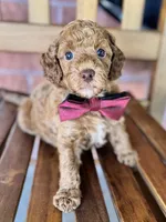 Samuel, a male Poodle - Miniature  and Poodle - Standard  for sale in Orange, TX – Photo 5 of 7