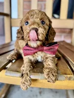 Samuel, a male Poodle - Miniature  and Poodle - Standard  for sale in Orange, TX – Photo 3 of 7