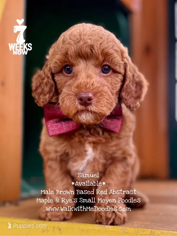 Samuel – Poodle - Miniature , Poodle - Standard  puppy for sale in Orange, TX