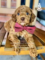 Samuel, a male Poodle - Miniature  and Poodle - Standard  for sale in Orange, TX – Photo 2 of 7