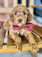 Samuel, a male Poodle - Miniature  and Poodle - Standard  for sale in Orange, TX – Photo 6 of 7