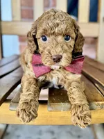 Samuel, a male Poodle - Miniature  and Poodle - Standard  for sale in Orange, TX – Photo 4 of 7