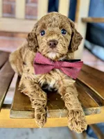 Samuel, a male Poodle - Miniature  and Poodle - Standard  for sale in Orange, TX – Photo 7 of 7