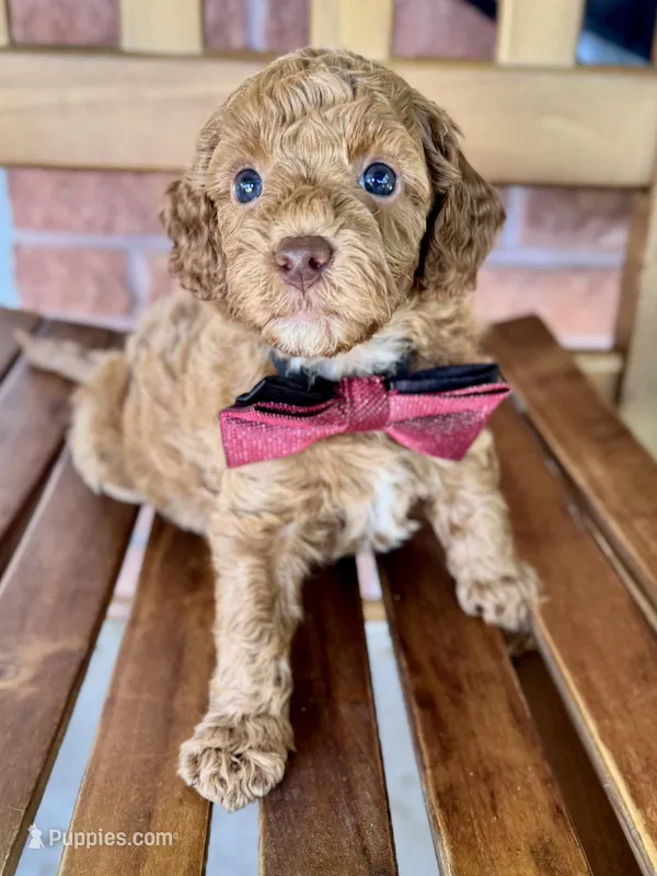 Samuel – Poodle - Miniature , Poodle - Standard  puppy for sale in Orange, TX