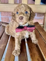 Samuel, a male Poodle - Miniature  and Poodle - Standard  for sale in Orange, TX – Photo 1 of 7