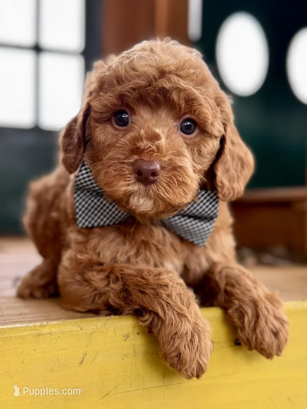 Samuel – Poodle - Miniature , Poodle - Standard  puppy for sale in Orange, TX