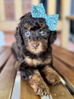 Esther, a female Poodle - Miniature  and Poodle - Standard  for sale in Orange, TX – Photo 9 of 10