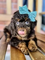Esther, a female Poodle - Miniature  and Poodle - Standard  for sale in Orange, TX – Photo 5 of 10