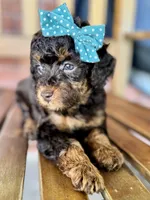 Esther, a female Poodle - Miniature  and Poodle - Standard  for sale in Orange, TX – Photo 10 of 10