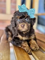 Esther, a female Poodle - Miniature  and Poodle - Standard  for sale in Orange, TX – Photo 3 of 10