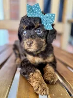 Esther, a female Poodle - Miniature  and Poodle - Standard  for sale in Orange, TX – Photo 7 of 10