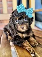 Esther, a female Poodle - Miniature  and Poodle - Standard  for sale in Orange, TX – Photo 6 of 10