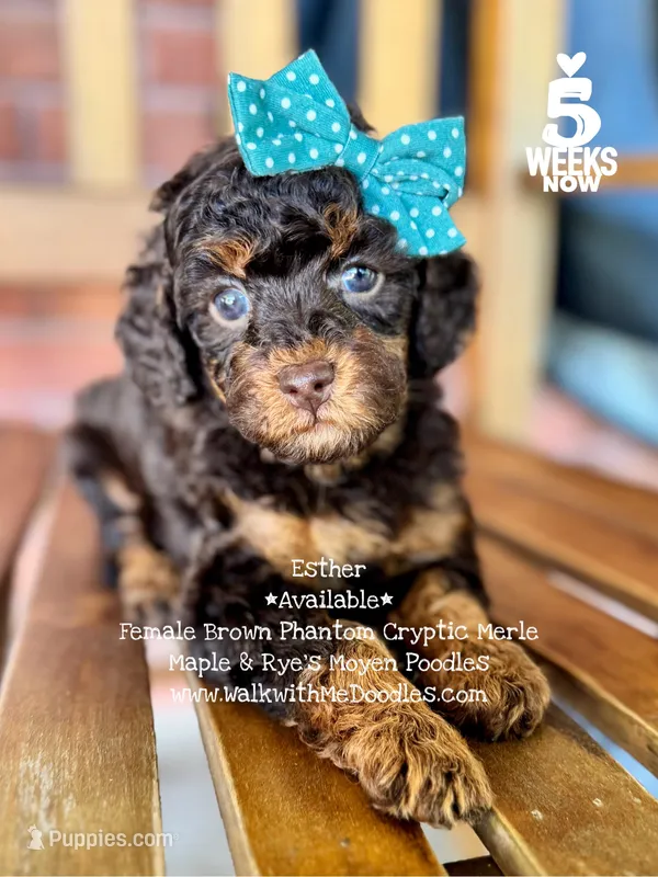 Esther – Poodle - Miniature , Poodle - Standard  puppy for sale in Orange, TX