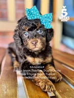 Esther, a female Poodle - Miniature  and Poodle - Standard  for sale in Orange, TX – Photo 1 of 10