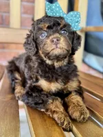 Esther, a female Poodle - Miniature  and Poodle - Standard  for sale in Orange, TX – Photo 2 of 10