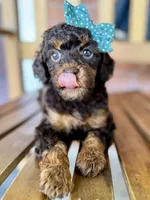 Esther, a female Poodle - Miniature  and Poodle - Standard  for sale in Orange, TX – Photo 8 of 10