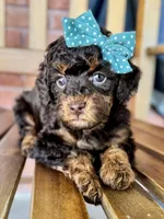 Esther, a female Poodle - Miniature  and Poodle - Standard  for sale in Orange, TX – Photo 4 of 10