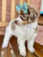 Pancake, a female Poodle - Miniature  for sale in Orange, TX – Photo 8 of 10