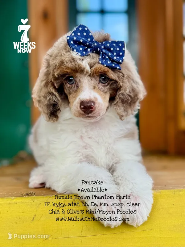 Pancake – Poodle - Miniature  puppy for sale in Orange, TX