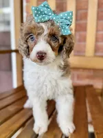 Pancake, a female Poodle - Miniature  for sale in Orange, TX – Photo 9 of 10