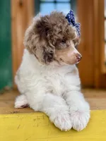 Pancake, a female Poodle - Miniature  for sale in Orange, TX – Photo 2 of 10