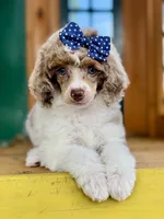 Pancake, a female Poodle - Miniature  for sale in Orange, TX – Photo 4 of 10