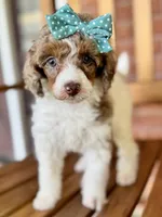 Pancake, a female Poodle - Miniature  for sale in Orange, TX – Photo 7 of 10