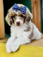 Pancake, a female Poodle - Miniature  for sale in Orange, TX – Photo 3 of 10