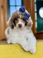 Pancake, a female Poodle - Miniature  for sale in Orange, TX – Photo 6 of 10