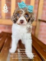 Pancake, a female Poodle - Miniature  for sale in Orange, TX – Photo 5 of 10