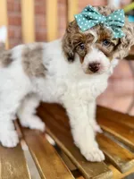 Pancake, a female Poodle - Miniature  for sale in Orange, TX – Photo 10 of 10