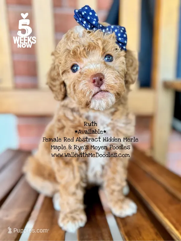 Ruth – Poodle - Miniature , Poodle - Standard  puppy for sale in Orange, TX