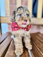 Noah, a male Poodle - Miniature  and Poodle - Standard  for sale in Orange, TX – Photo 5 of 7