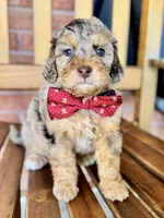 Noah, a male Poodle - Miniature  and Poodle - Standard  for sale in Orange, TX – Photo 4 of 7