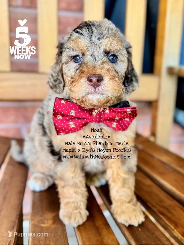 Noah – Poodle - Miniature , Poodle - Standard  puppy for sale in Orange, TX