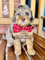 Noah, a male Poodle - Miniature  and Poodle - Standard  for sale in Orange, TX – Photo 1 of 7