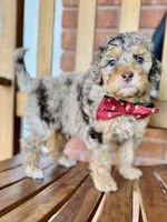 Noah, a male Poodle - Miniature  and Poodle - Standard  for sale in Orange, TX – Photo 2 of 7