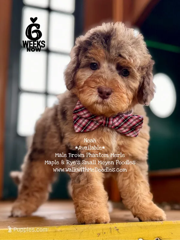 Noah – Poodle - Miniature , Poodle - Standard  puppy for sale in Orange, TX