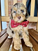 Noah, a male Poodle - Miniature  and Poodle - Standard  for sale in Orange, TX – Photo 7 of 7