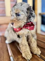 Noah, a male Poodle - Miniature  and Poodle - Standard  for sale in Orange, TX – Photo 6 of 7