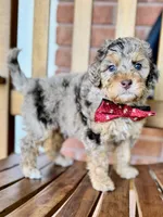 Noah, a male Poodle - Miniature  and Poodle - Standard  for sale in Orange, TX – Photo 3 of 7