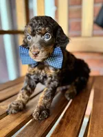 David, a male Poodle - Miniature  and Poodle - Standard  for sale in Orange, TX – Photo 7 of 7