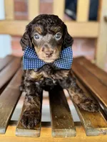 David, a male Poodle - Miniature  and Poodle - Standard  for sale in Orange, TX – Photo 4 of 7