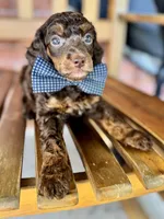 David, a male Poodle - Miniature  and Poodle - Standard  for sale in Orange, TX – Photo 6 of 7