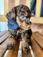 David, a male Poodle - Miniature  and Poodle - Standard  for sale in Orange, TX – Photo 5 of 7