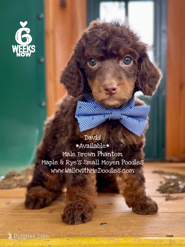 David – Poodle - Miniature , Poodle - Standard  puppy for sale in Orange, TX