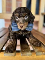 David, a male Poodle - Miniature  and Poodle - Standard  for sale in Orange, TX – Photo 3 of 7